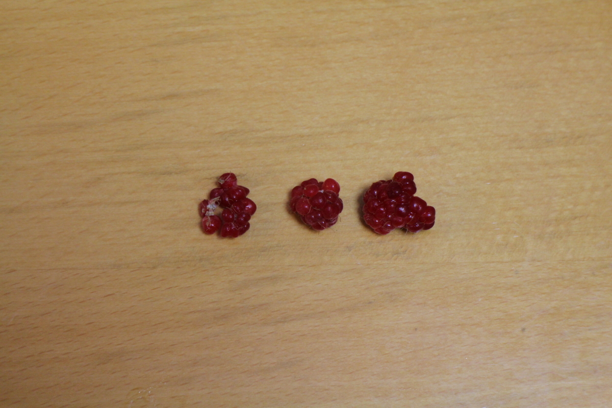 f:id:tomato_1:20210528035021j:plain