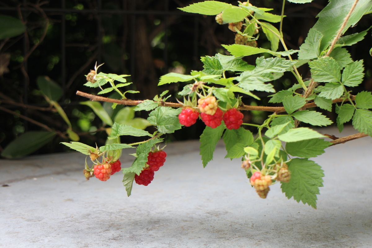 f:id:tomato_1:20210529043002j:plain