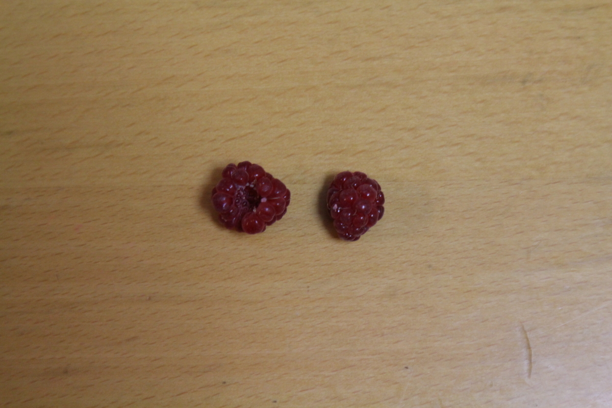 f:id:tomato_1:20210529043305j:plain