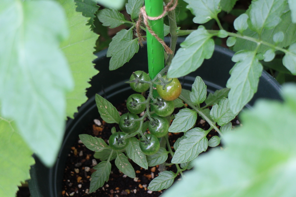 f:id:tomato_1:20210529043353j:plain