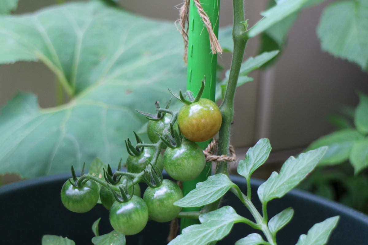 f:id:tomato_1:20210529043404j:plain