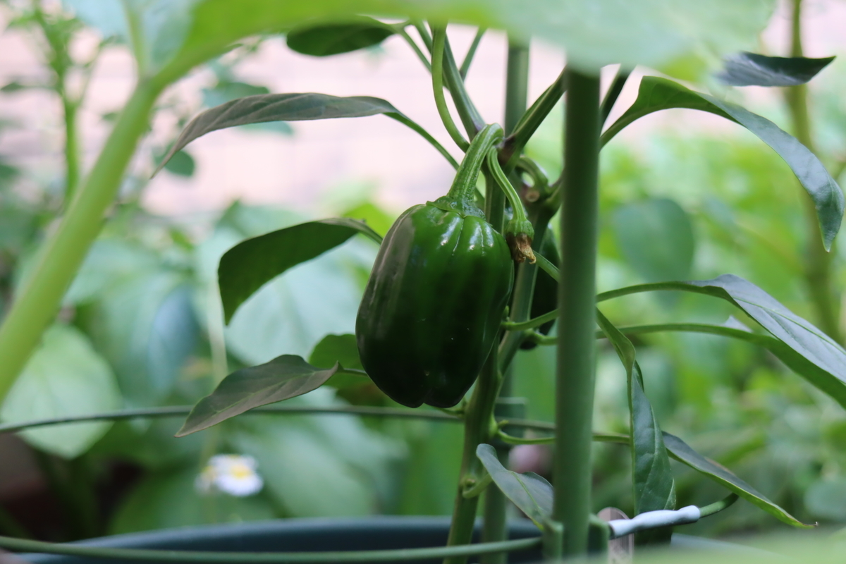 f:id:tomato_1:20210531042220j:plain