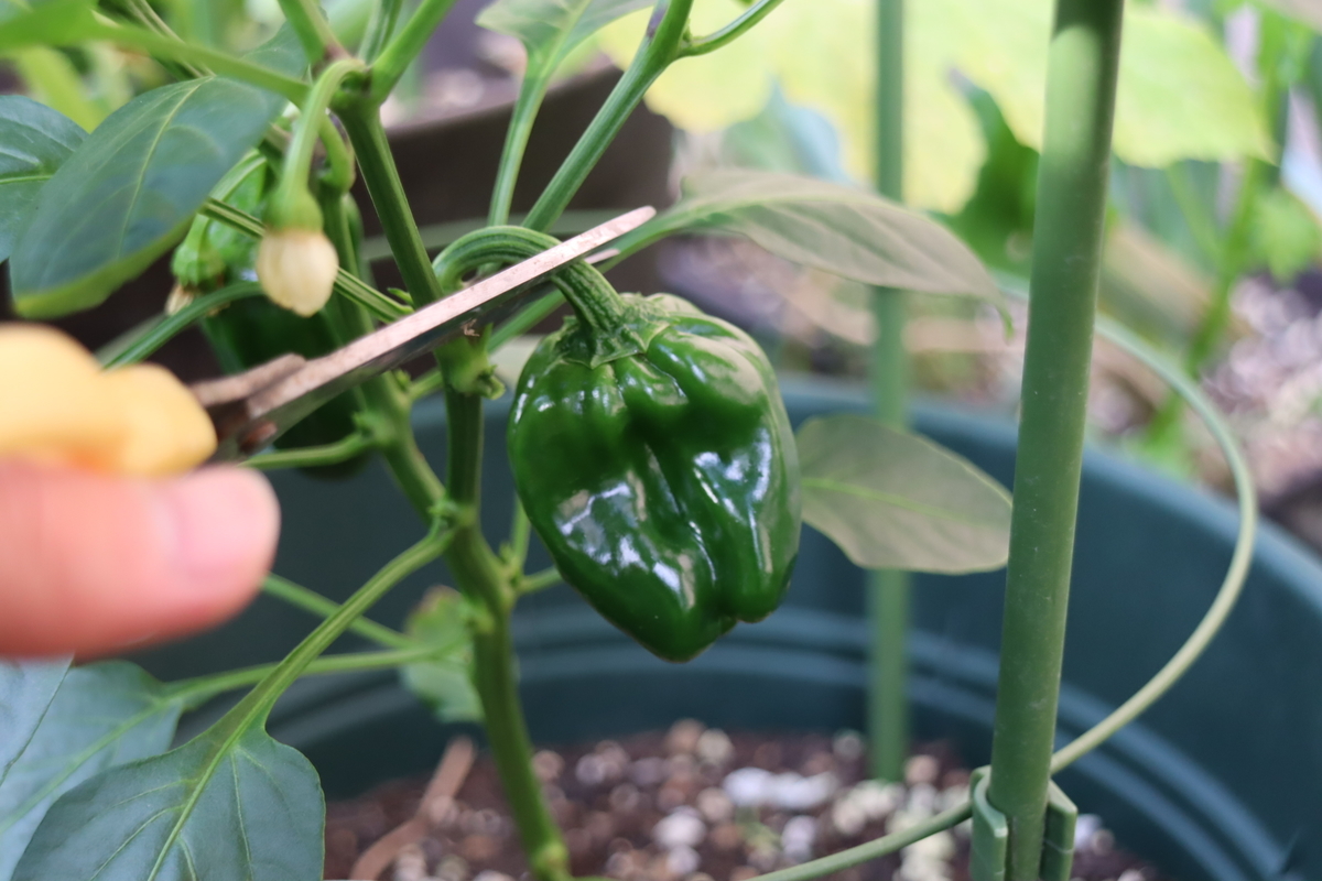 f:id:tomato_1:20210531042229j:plain