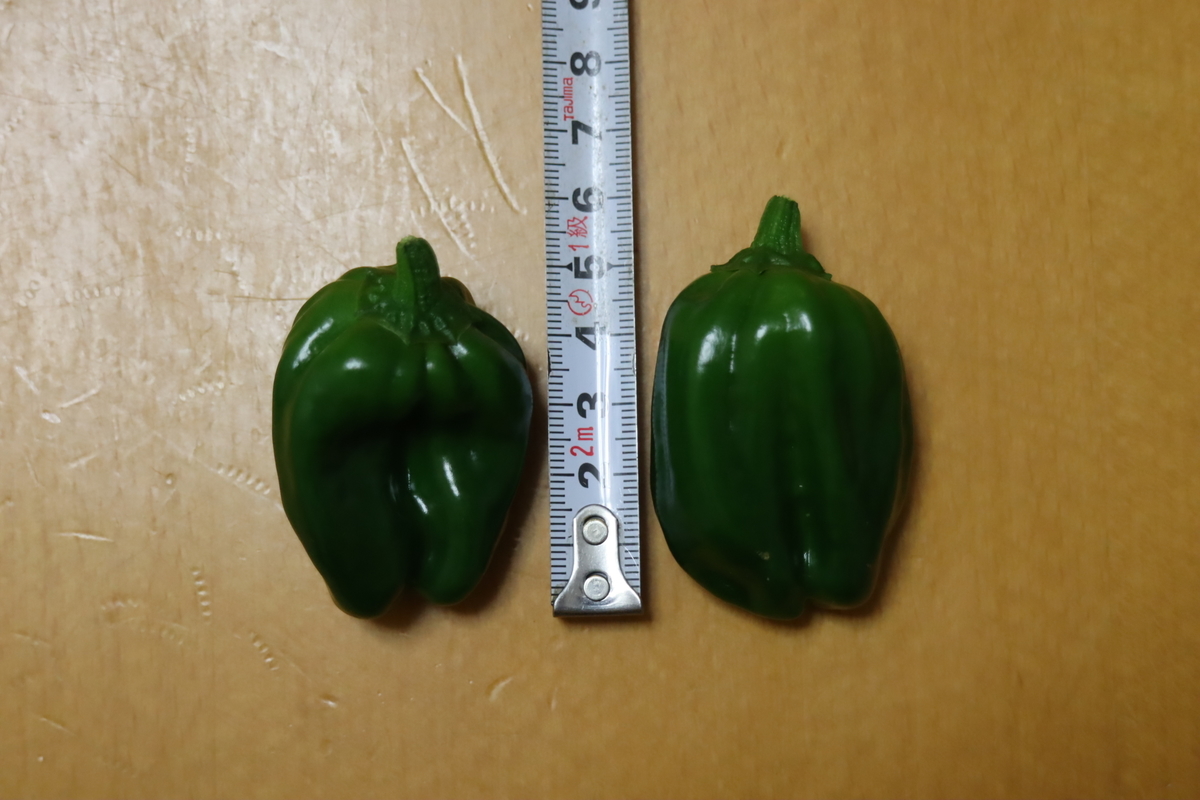 f:id:tomato_1:20210531042313j:plain