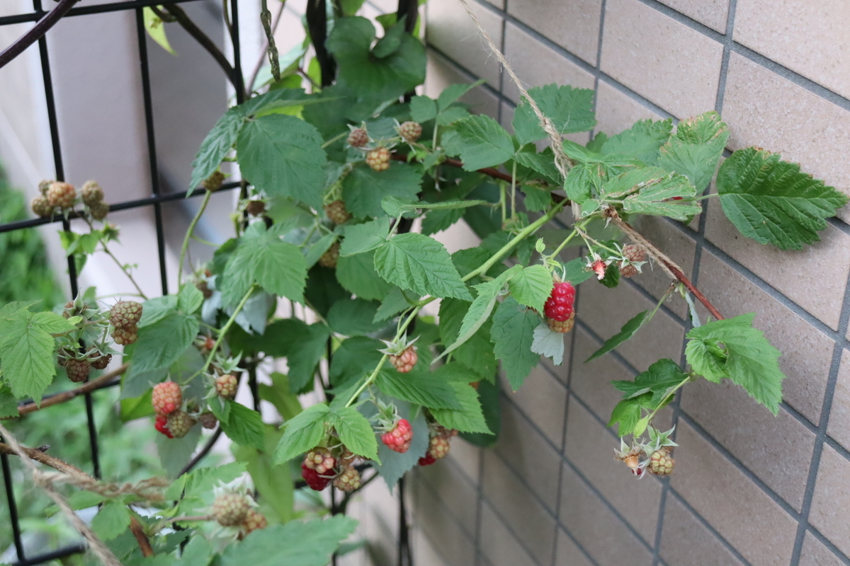 f:id:tomato_1:20210531042349j:plain