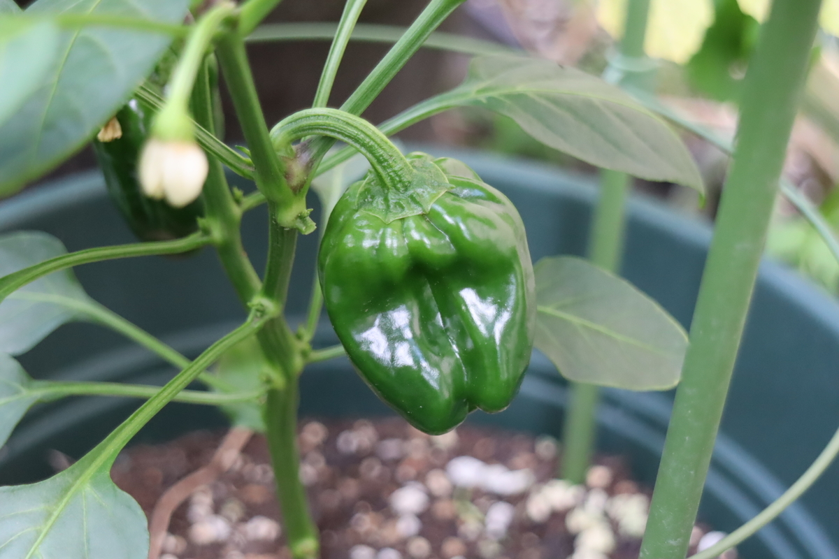f:id:tomato_1:20210531044039j:plain