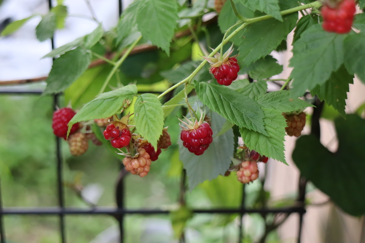 f:id:tomato_1:20210602040401j:plain