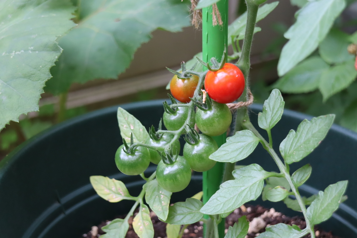 f:id:tomato_1:20210603040111j:plain
