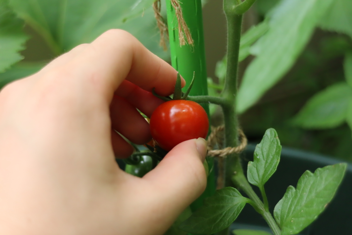 f:id:tomato_1:20210603040220j:plain