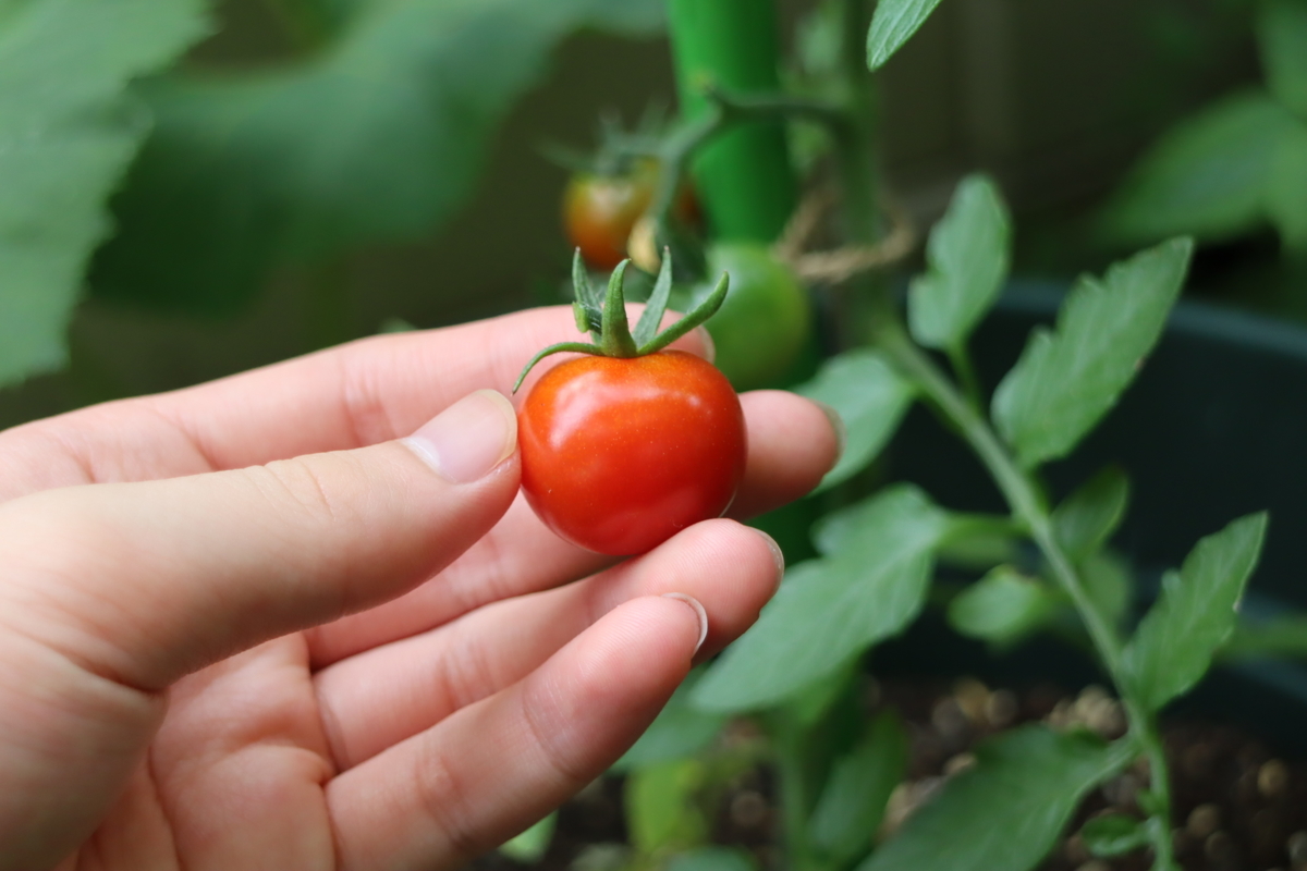 f:id:tomato_1:20210603040233j:plain