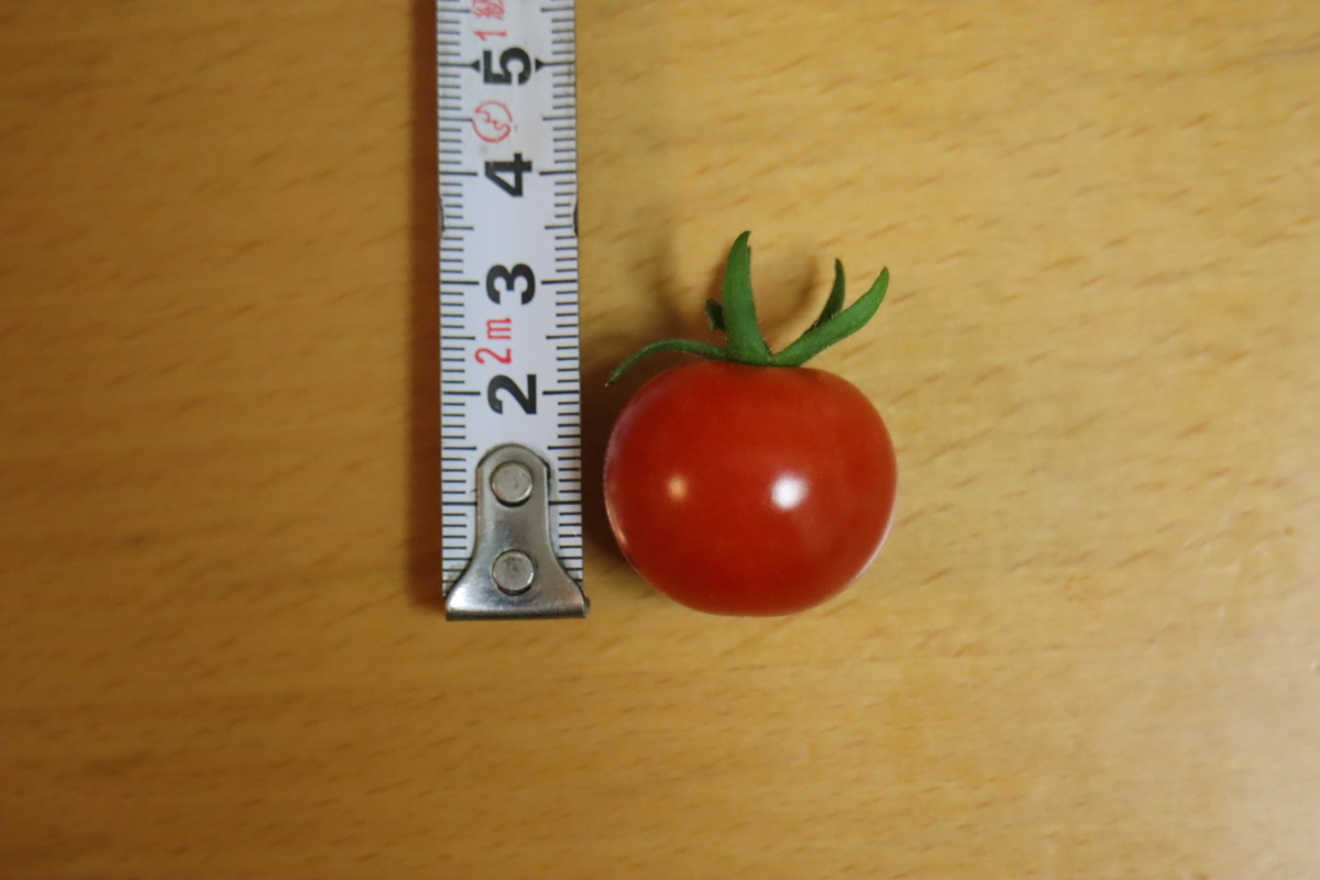 f:id:tomato_1:20210603040251j:plain