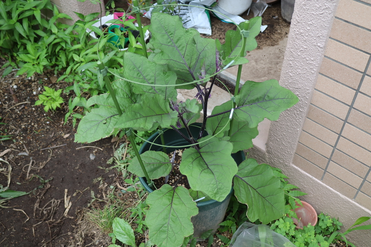 f:id:tomato_1:20210607043827j:plain