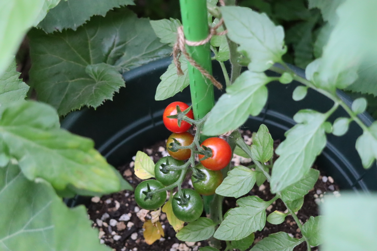 f:id:tomato_1:20210607211847j:plain