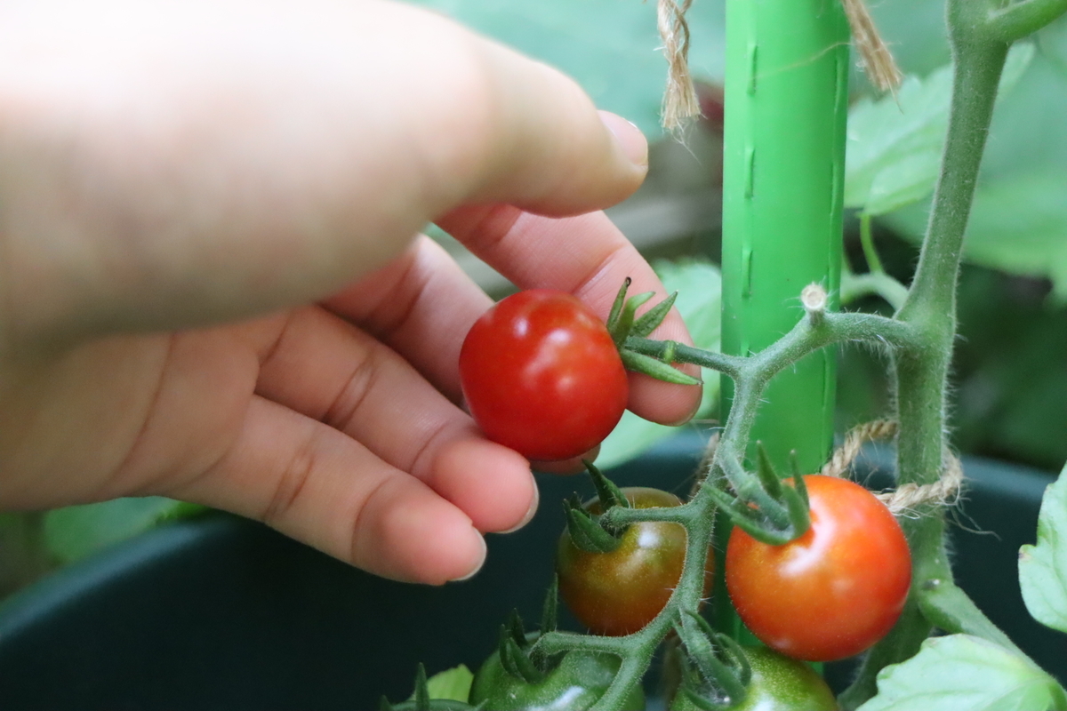 f:id:tomato_1:20210607211859j:plain