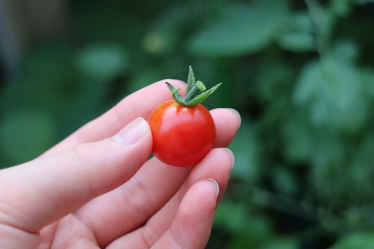 f:id:tomato_1:20210607211957j:plain