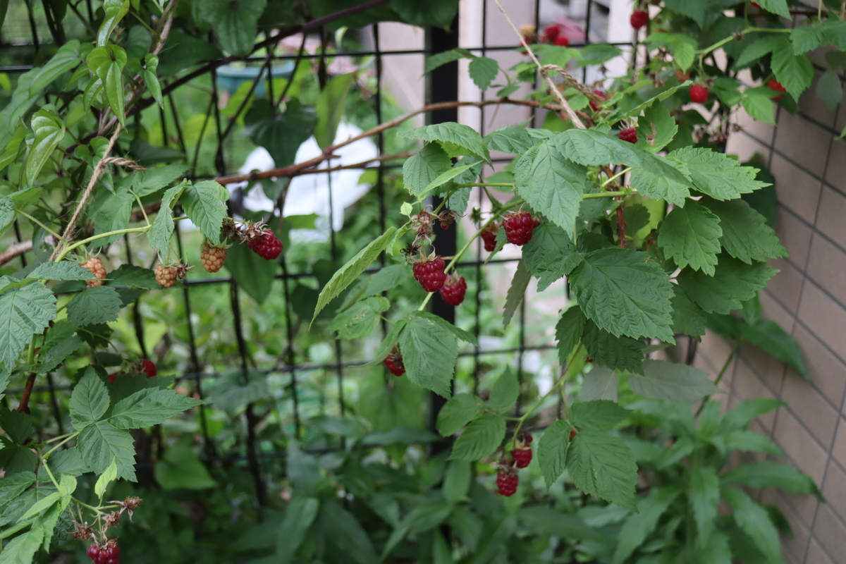 f:id:tomato_1:20210607212112j:plain