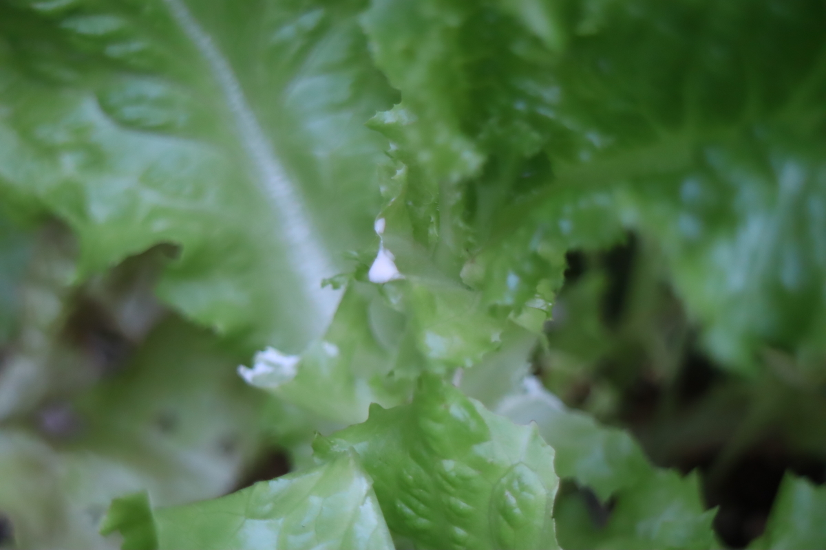 f:id:tomato_1:20210609040620j:plain