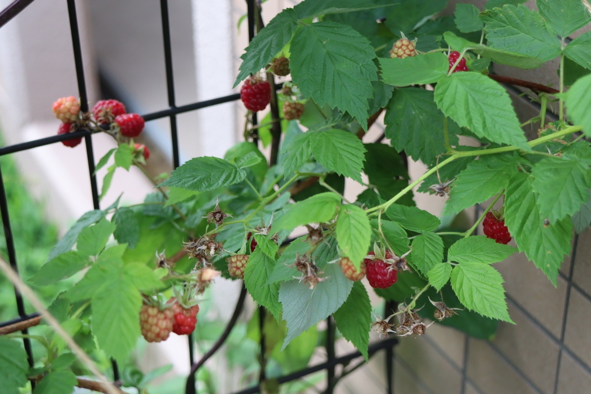 f:id:tomato_1:20210609040724j:plain