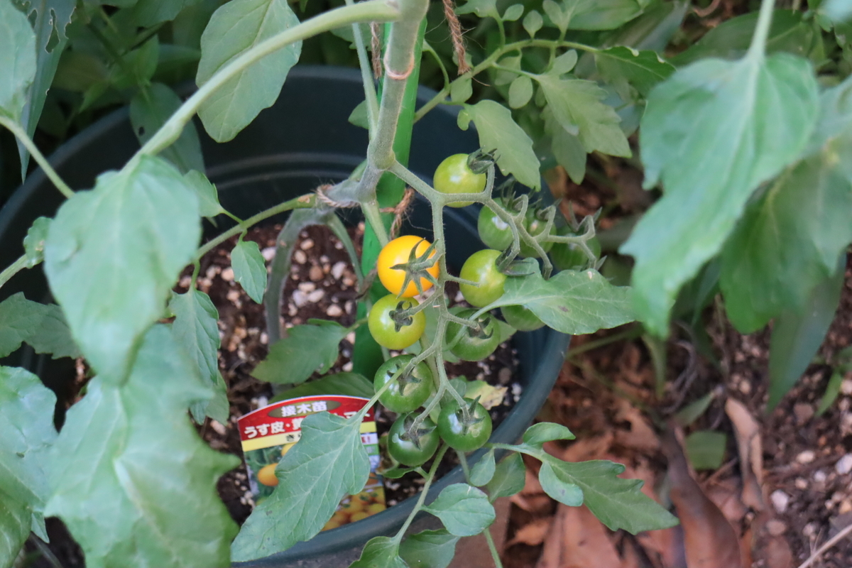 f:id:tomato_1:20210610035409j:plain