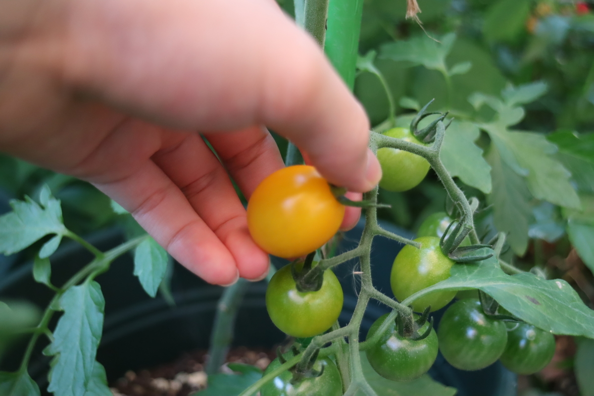 f:id:tomato_1:20210610035422j:plain
