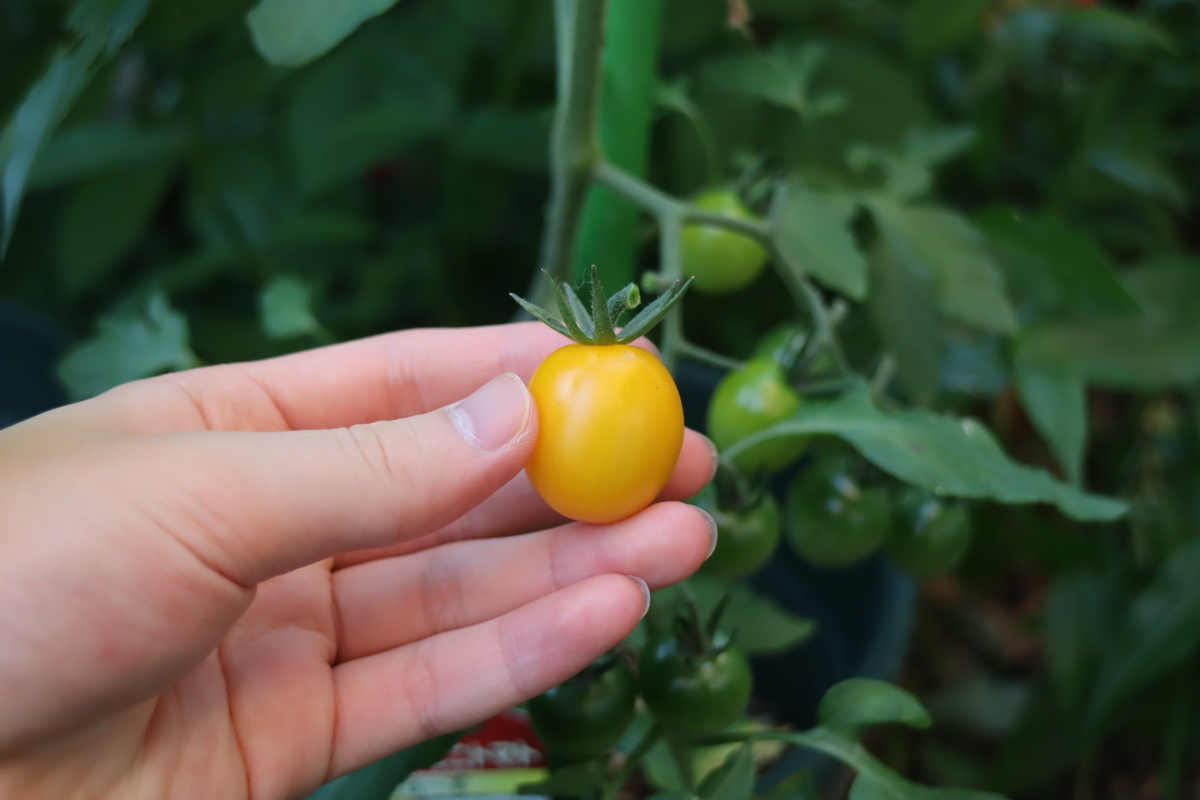 f:id:tomato_1:20210610035440j:plain