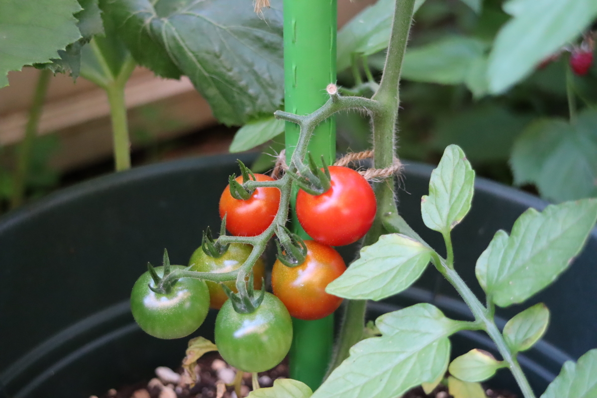 f:id:tomato_1:20210610035453j:plain