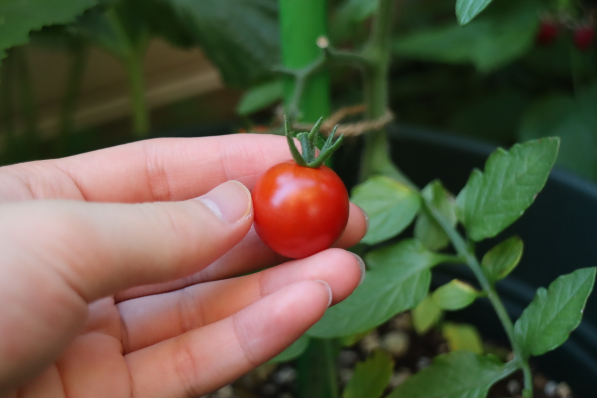 f:id:tomato_1:20210610035507j:plain