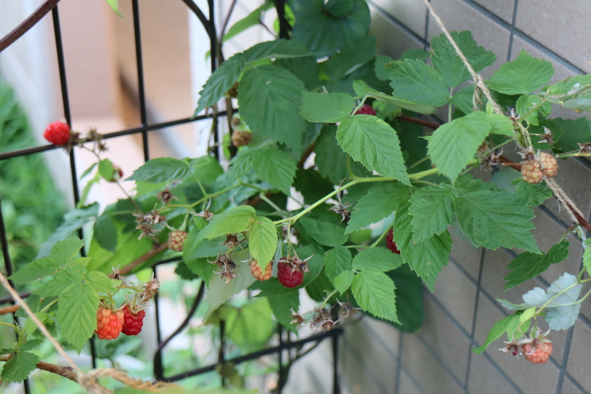 f:id:tomato_1:20210610035559j:plain
