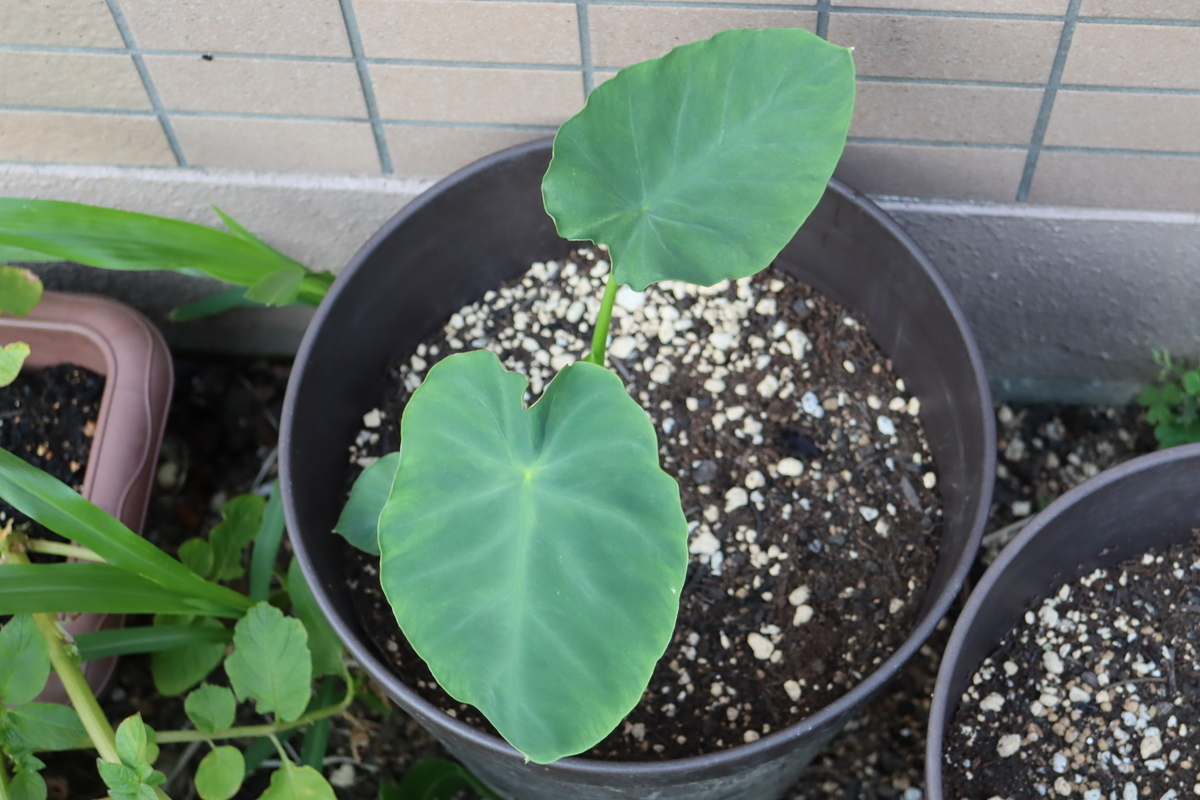 f:id:tomato_1:20210611035429j:plain