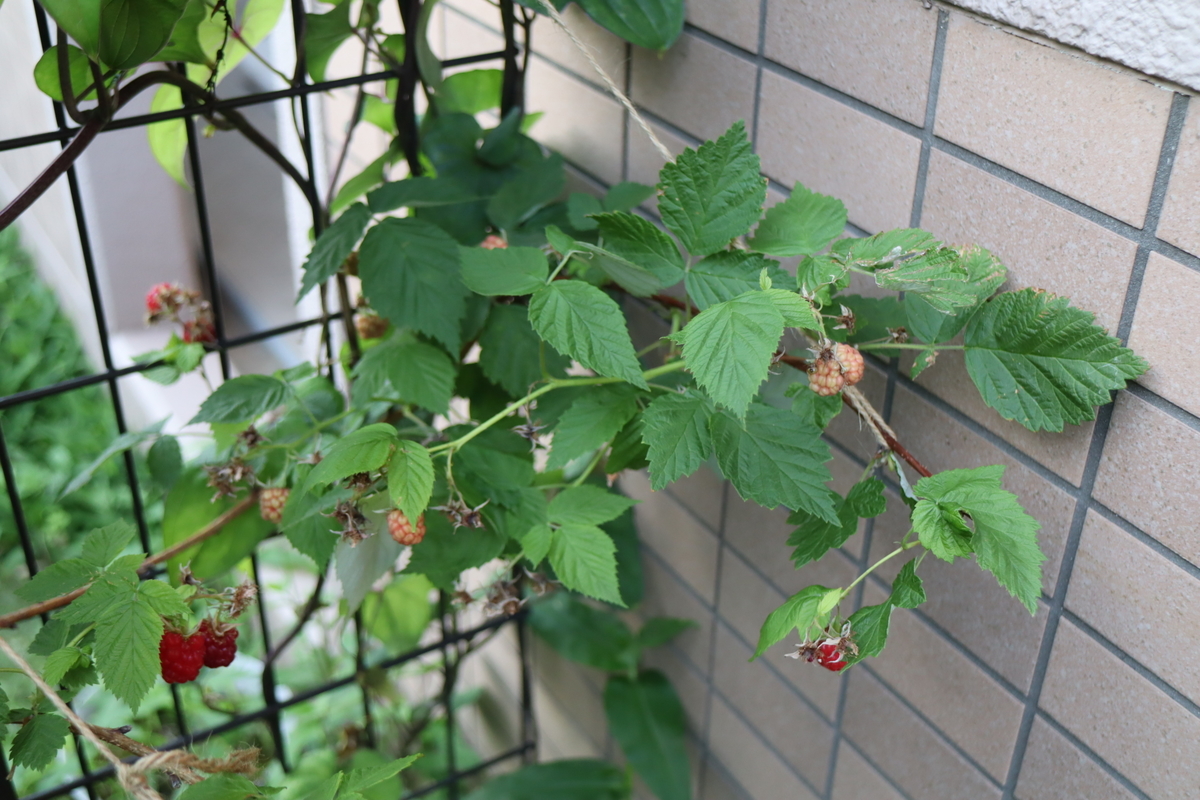 f:id:tomato_1:20210611035547j:plain