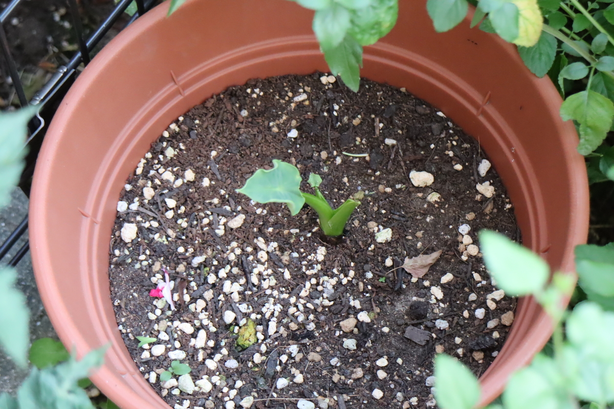f:id:tomato_1:20210611040209j:plain