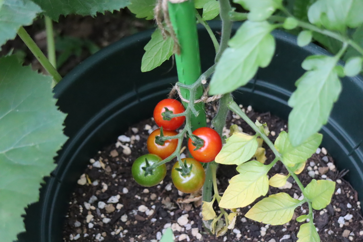 f:id:tomato_1:20210612030616j:plain