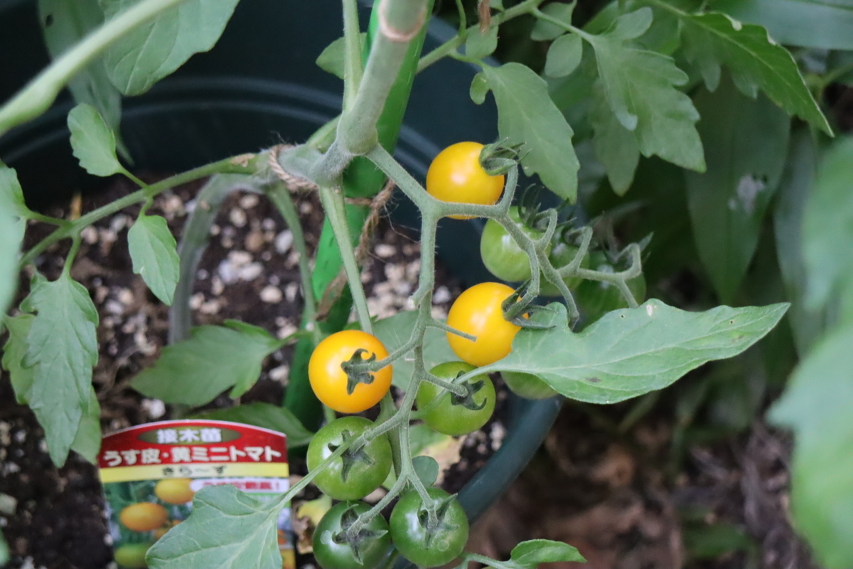 f:id:tomato_1:20210612030704j:plain