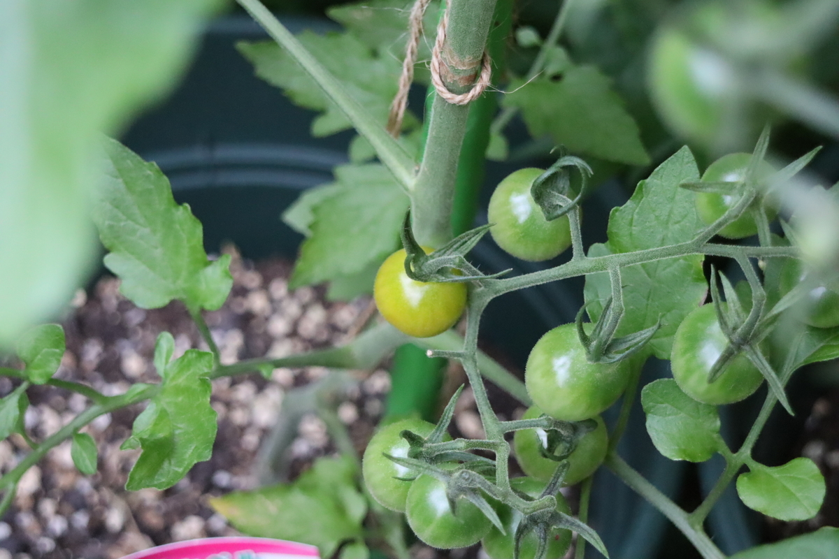f:id:tomato_1:20210612032307j:plain