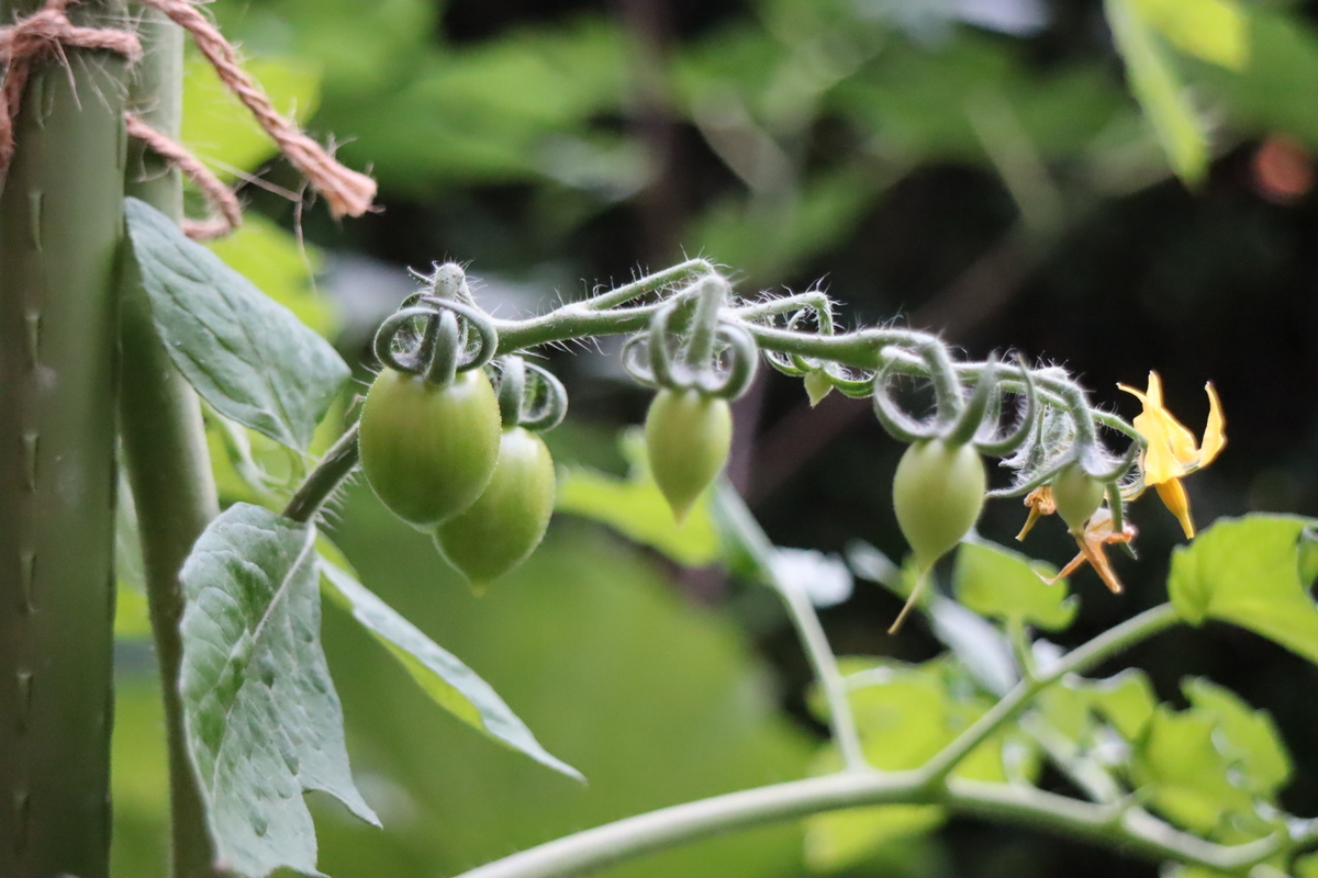 f:id:tomato_1:20210612033427j:plain