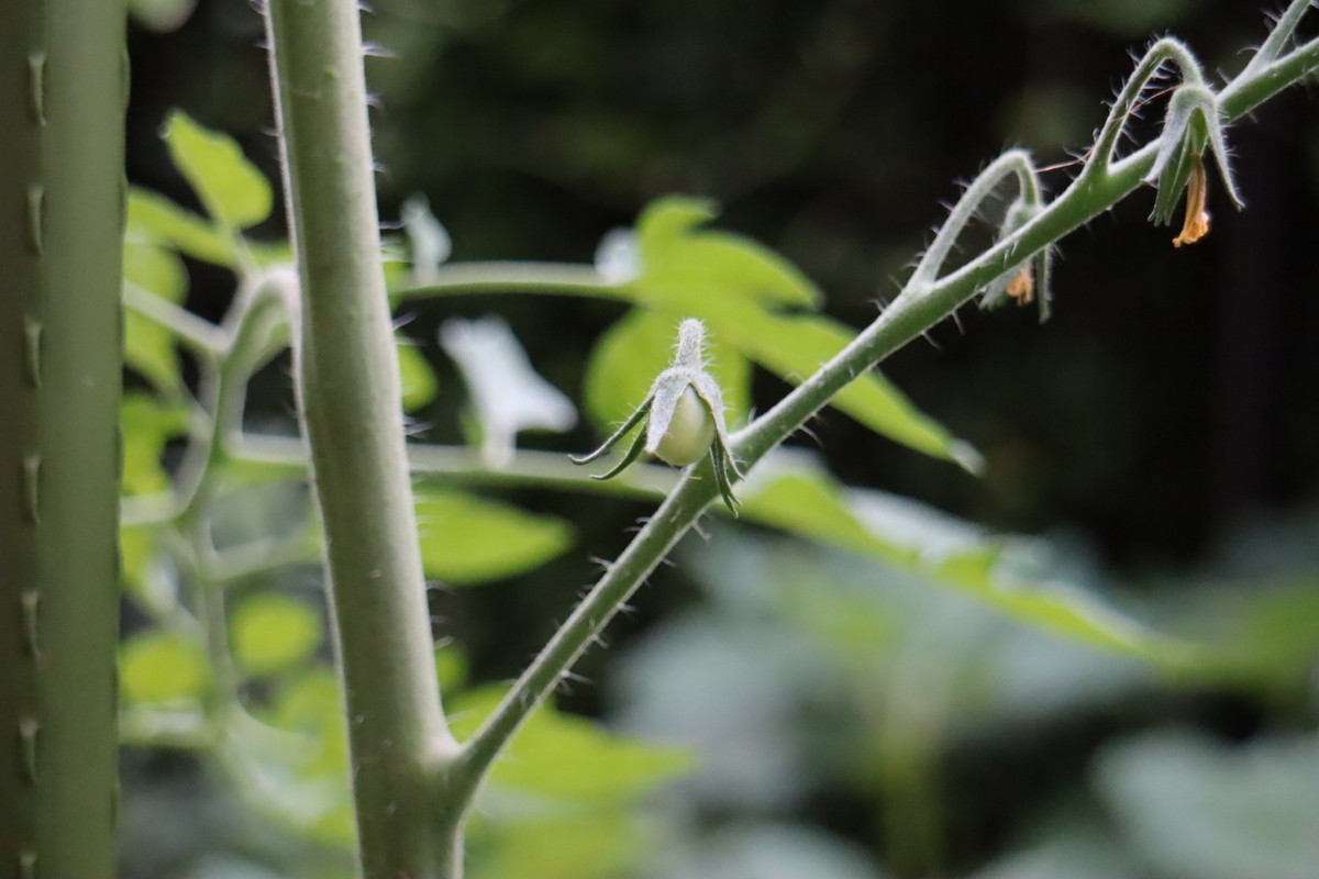 f:id:tomato_1:20210612033440j:plain
