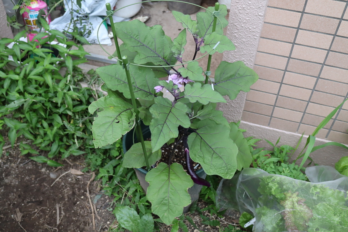 f:id:tomato_1:20210612033528j:plain