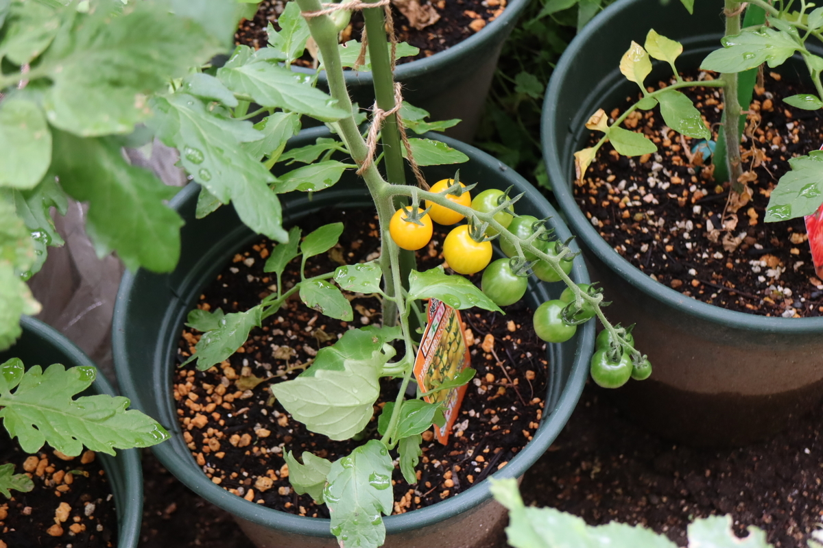 f:id:tomato_1:20210614034418j:plain