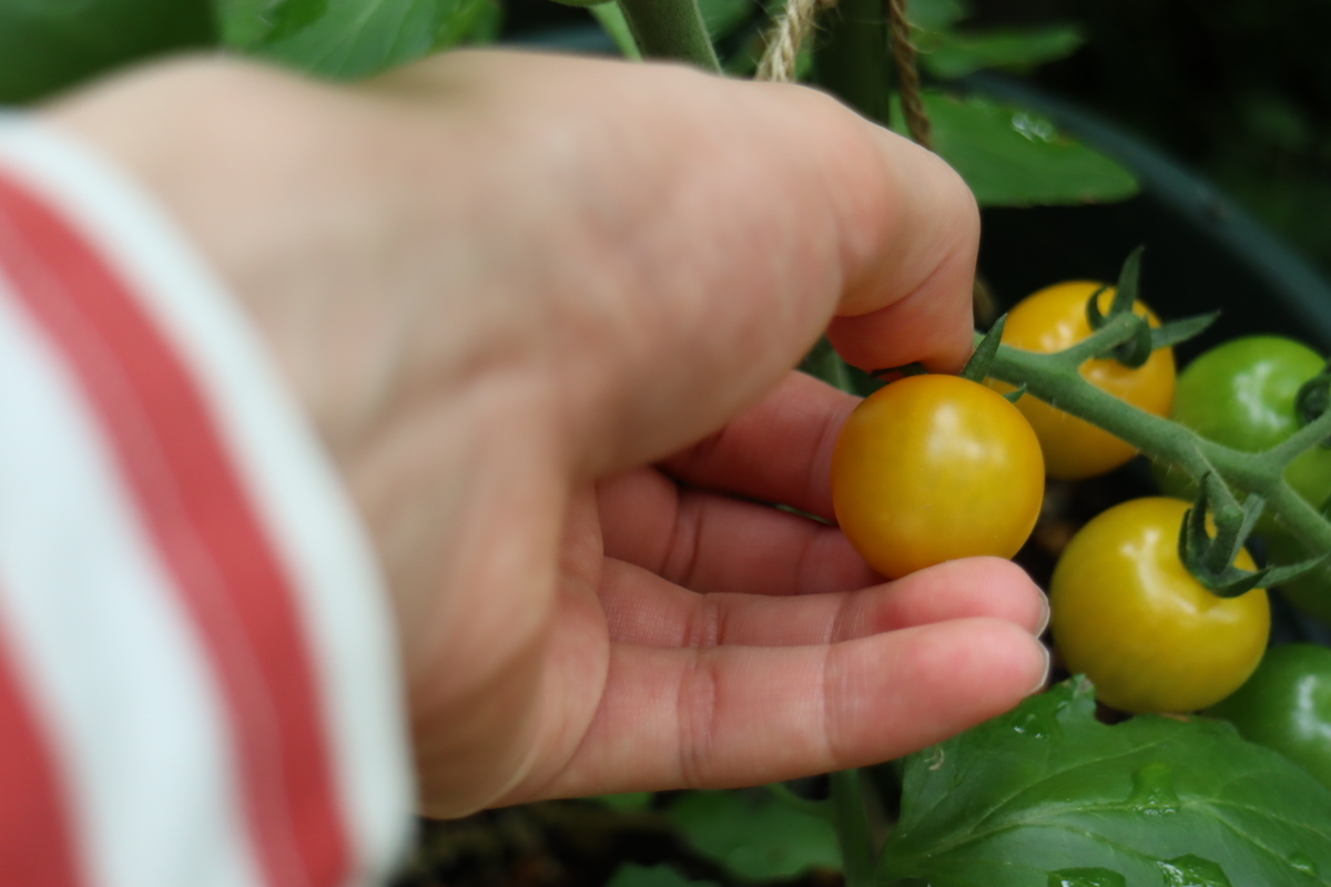f:id:tomato_1:20210614034430j:plain