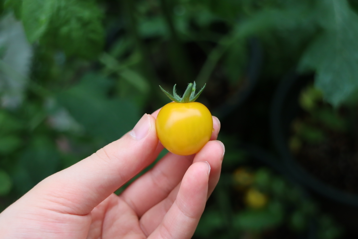 f:id:tomato_1:20210614034444j:plain