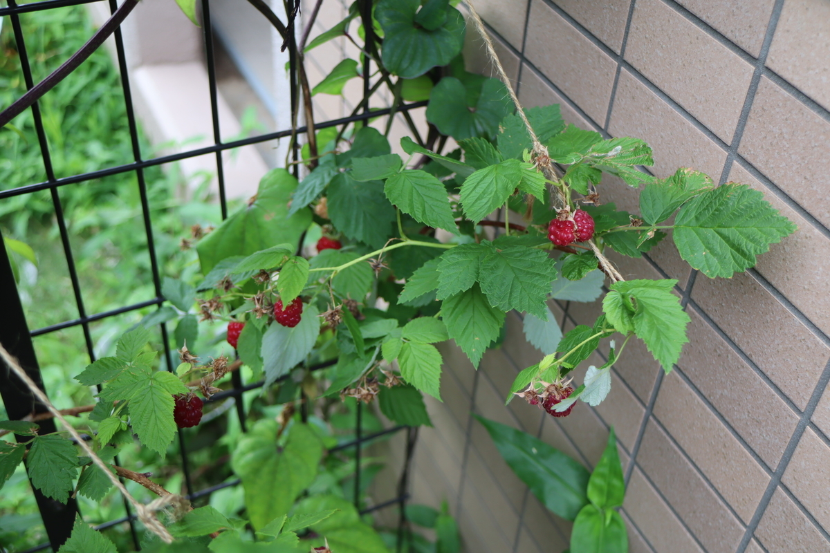 f:id:tomato_1:20210614034633j:plain