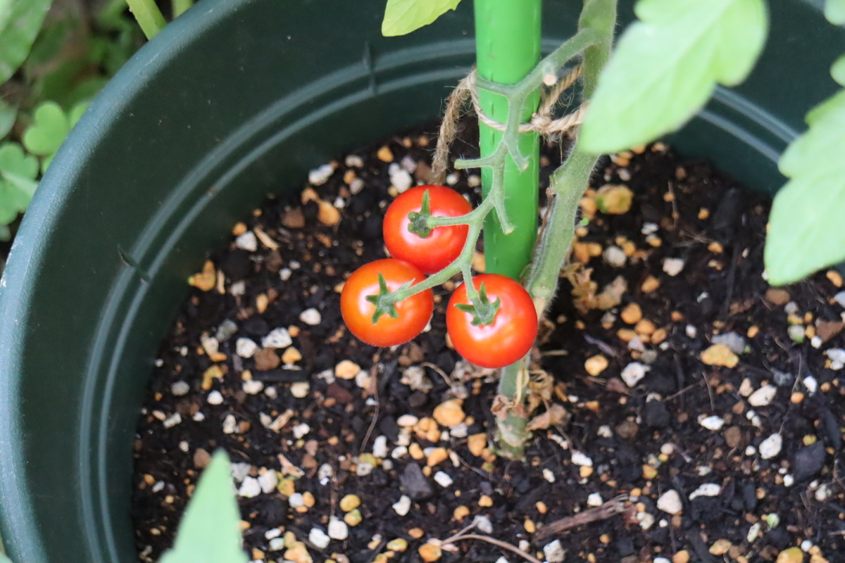 f:id:tomato_1:20210615035102j:plain