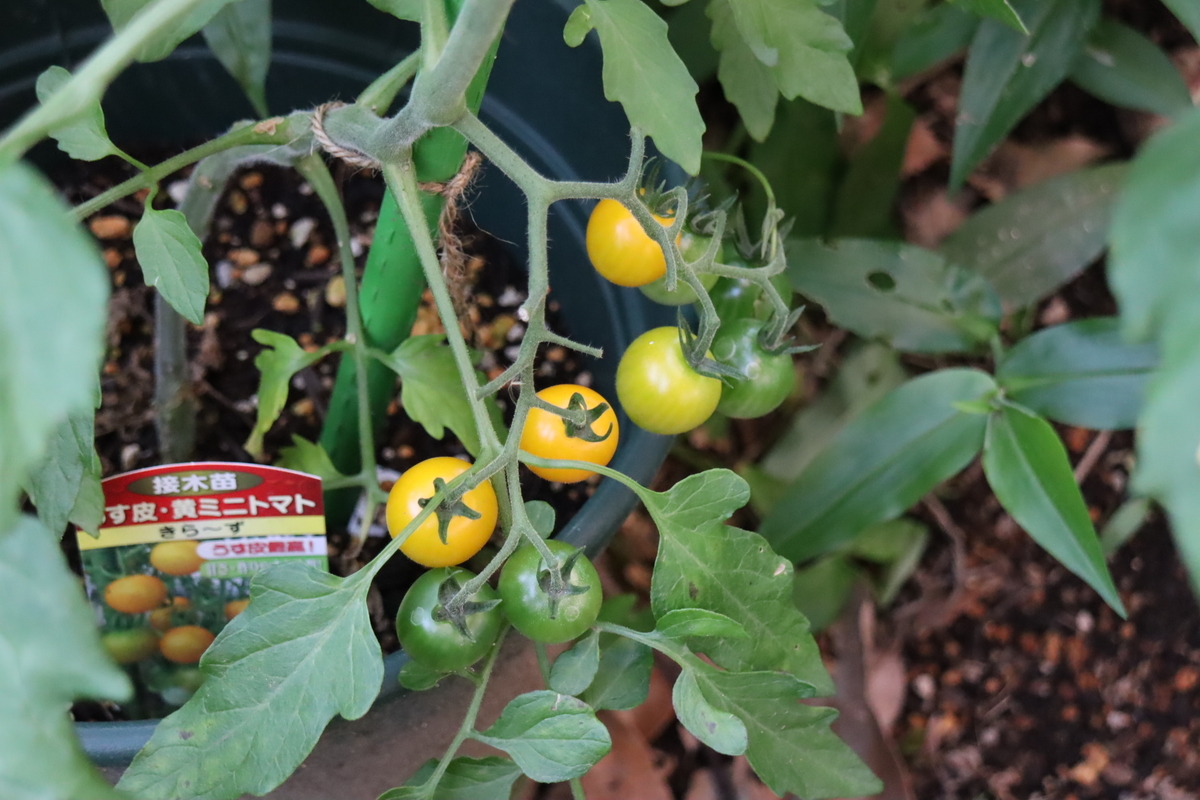 f:id:tomato_1:20210615035113j:plain
