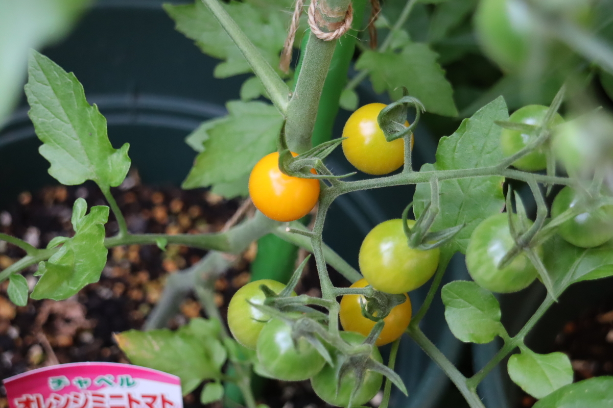 f:id:tomato_1:20210615035138j:plain