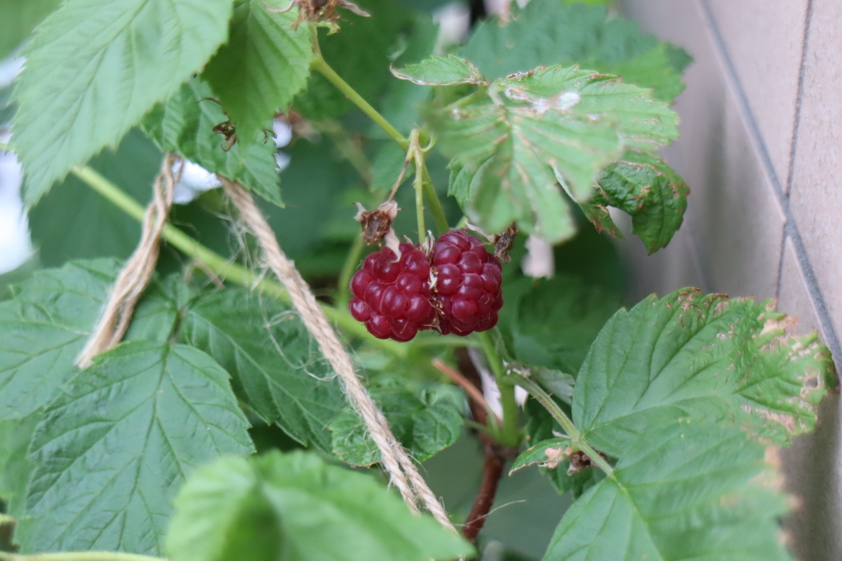 f:id:tomato_1:20210615035200j:plain