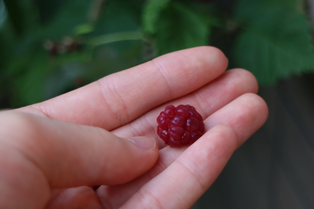 f:id:tomato_1:20210615035224j:plain