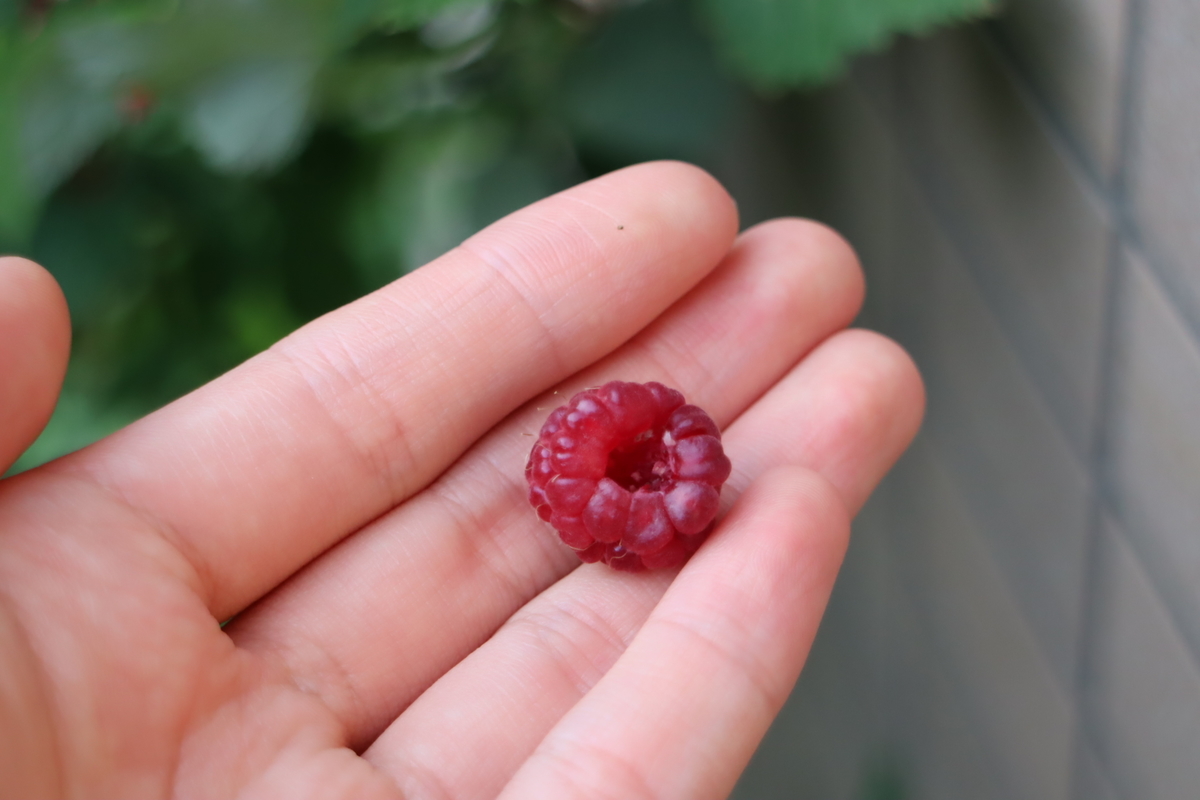 f:id:tomato_1:20210615035248j:plain