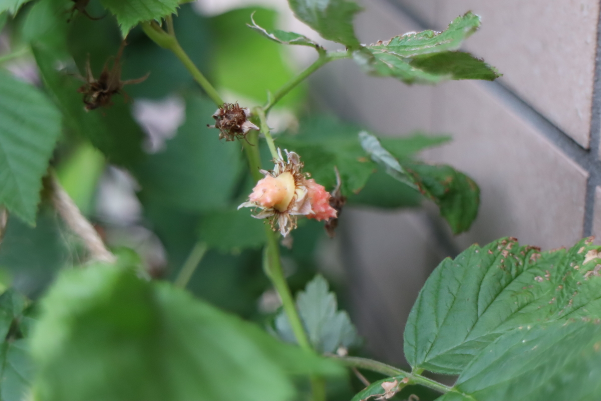f:id:tomato_1:20210615035256j:plain
