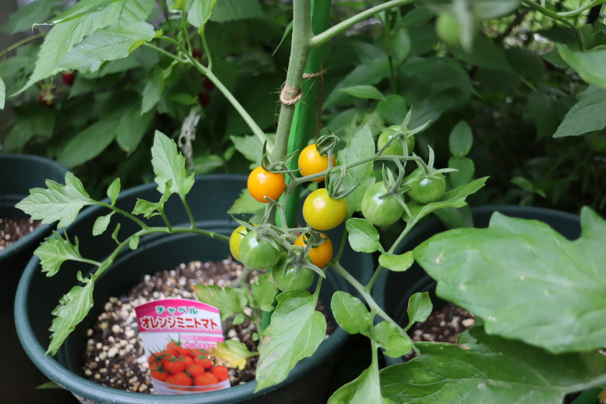 f:id:tomato_1:20210615222454j:plain