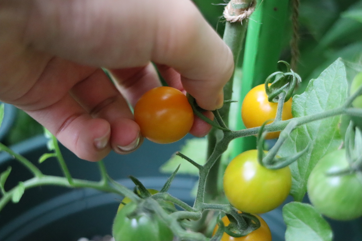 f:id:tomato_1:20210615222509j:plain